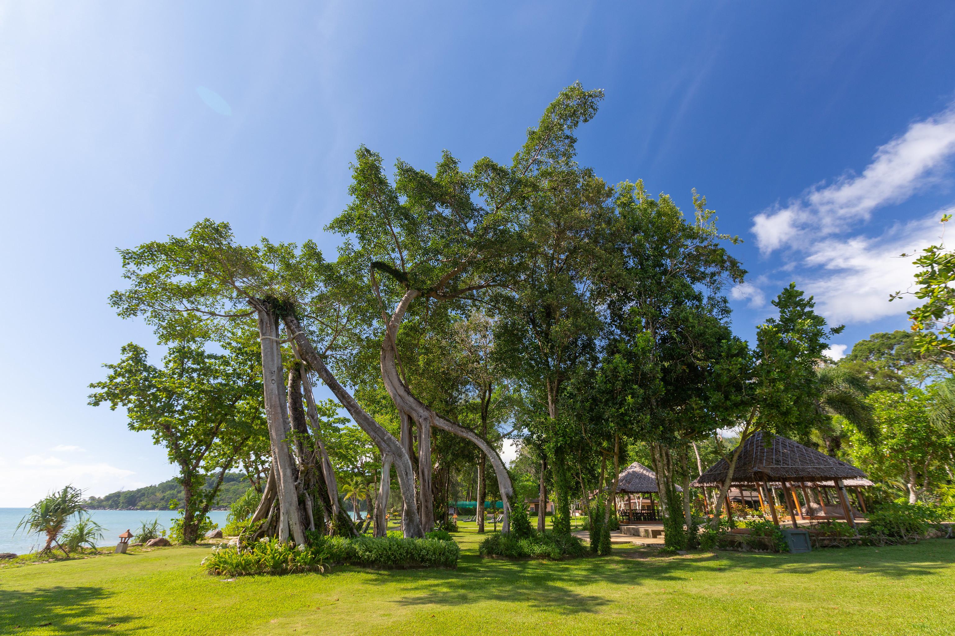 Khaolak Merlin Resort Khao Lak Exterior photo The Banyan Tree at the park