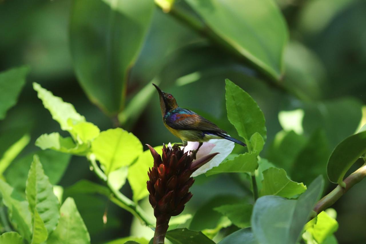 Khaolak Merlin Resort Khao Lak Exterior photo Purple-throated woodcreeper
