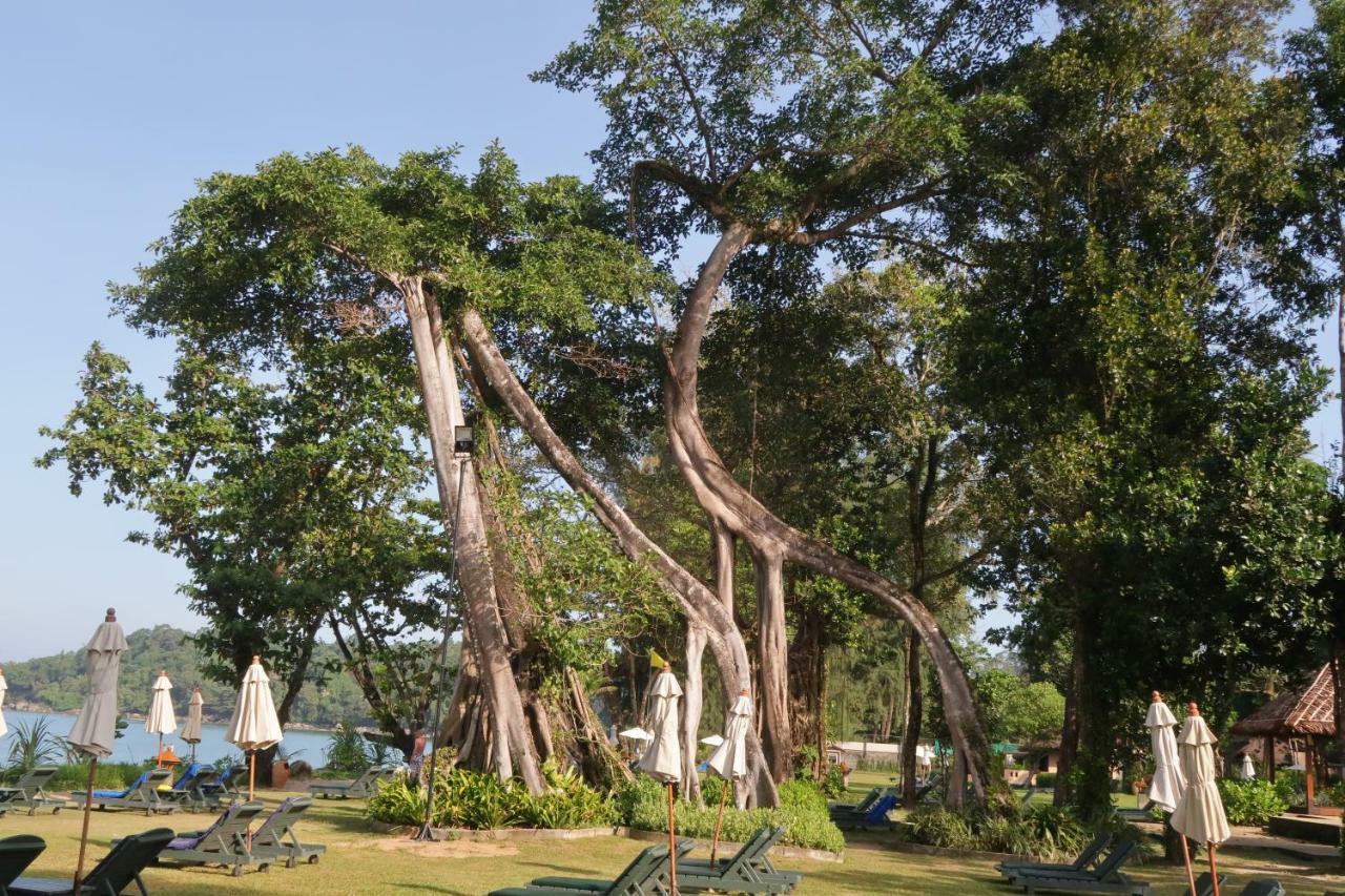 Khaolak Merlin Resort Khao Lak Exterior photo Ficus racemosa